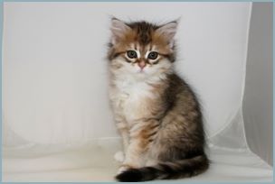 Female Siberian Kitten from Deedlebug Siberians